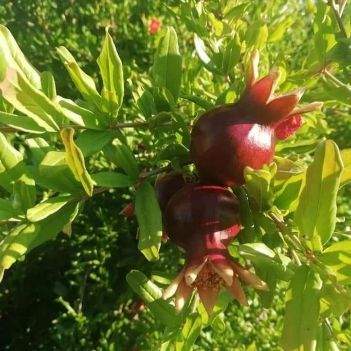 Olive Grove Cottage Skalani Knosos Bagian luar foto