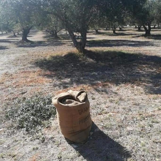 Olive Grove Cottage Skalani Knosos Bagian luar foto