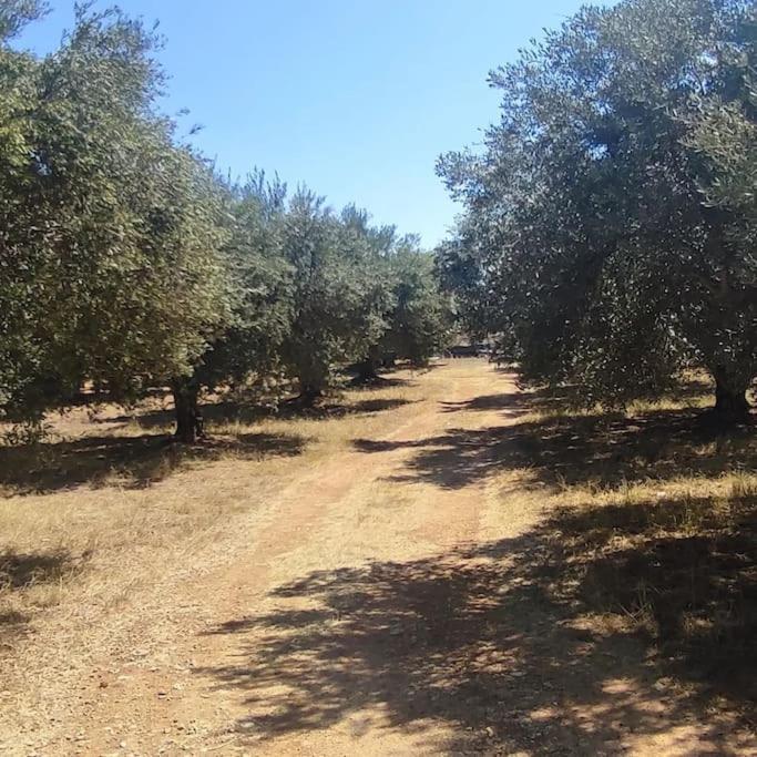 Olive Grove Cottage Skalani Knosos Bagian luar foto