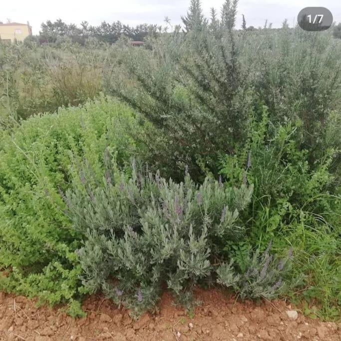 Olive Grove Cottage Skalani Knosos Bagian luar foto
