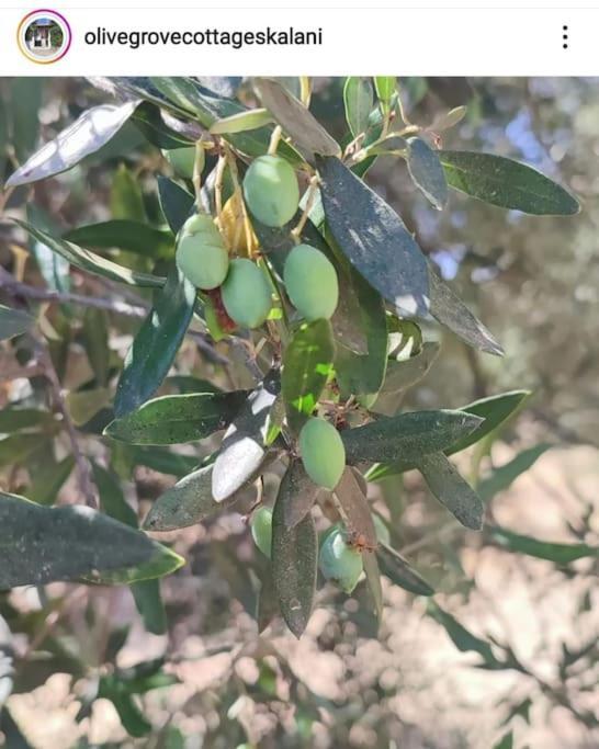 Olive Grove Cottage Skalani Knosos Bagian luar foto